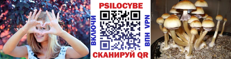 Галлюциногенные грибы Cubensis  Хадыженск 
